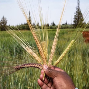 Barley