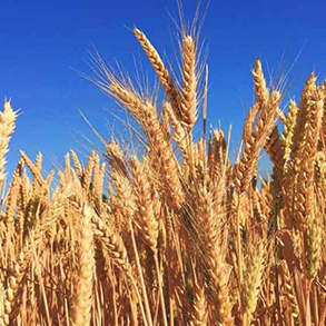 Wheat