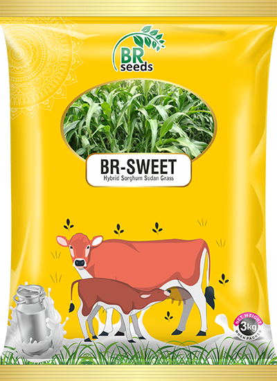 JAWAR BR - SWEET