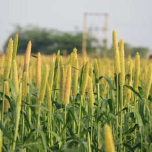 WhatsApp Image 2025-09-06 at 14.43.47545