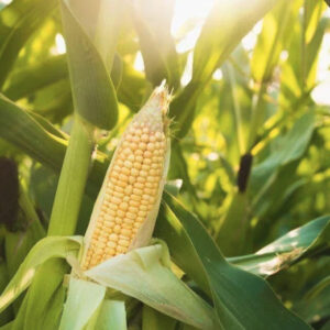 WhatsApp Image 2025-09-06 at 14.43.48434